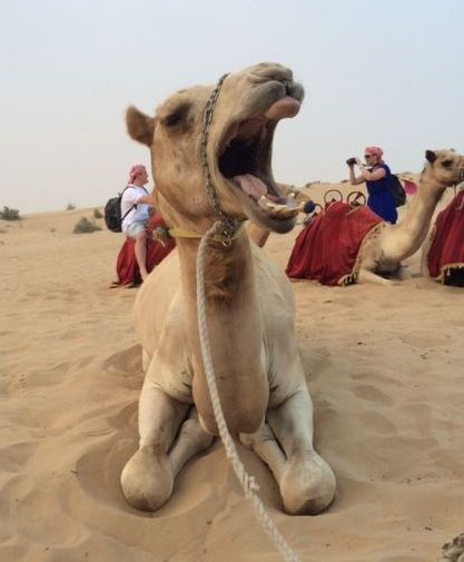 Riding on the back of a camel never gets old. 