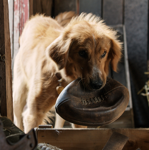 One Week Left in Theaters: A Dogs Purpose is Worth It