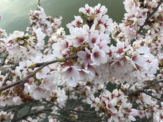 Spring is Finally Here, and So Are the Cherry Blossoms!