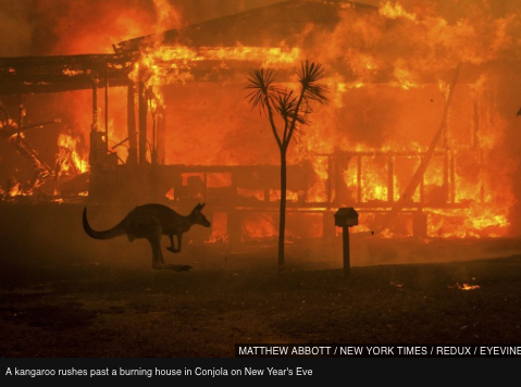 Australia Wildfires: What Happened and How to Help