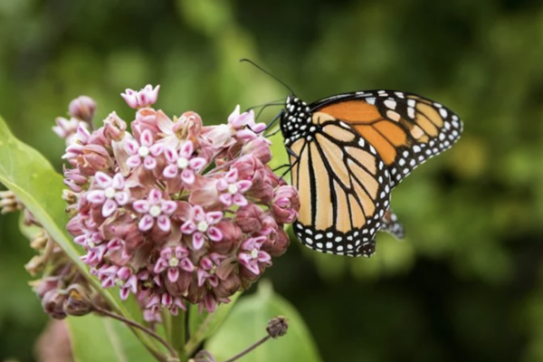 Navigation to Story: National Pollinator Week: Why It is Important