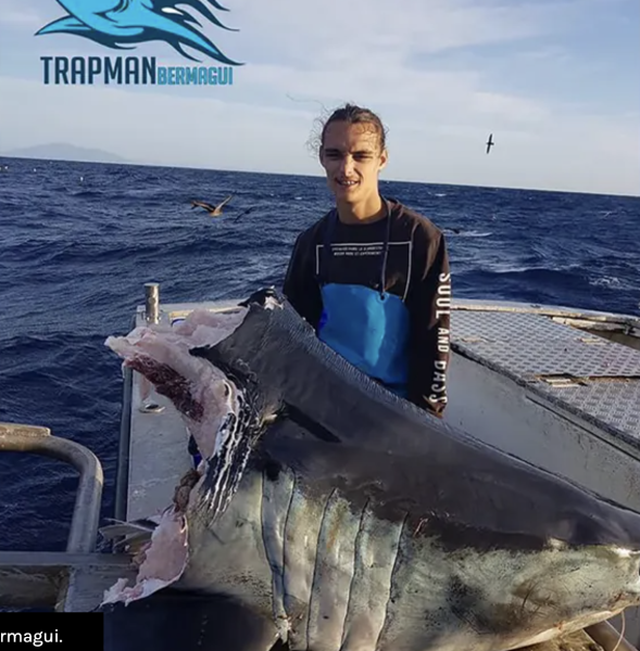 What Decapitated a Giant Mako Shark In Australia?