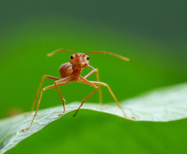 Can People Smell Ants?