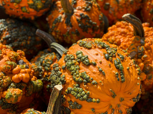 Why Do Some Pumpkins Have Warts?