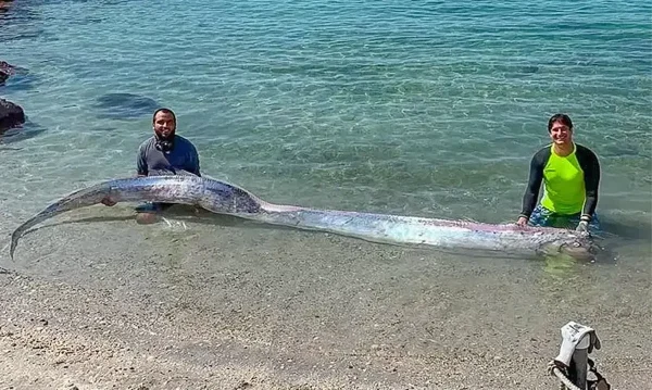 Doomsday Fish Sighting in Baja California Sur, Mexico