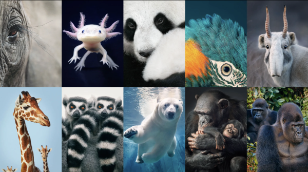 Endangered Animals Need Our Help